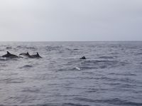 Ein Gruppe von Delfinen welche direkt vor und unter unseren Boot schwommen