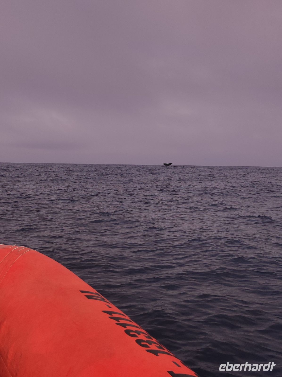 Die Flosse eines Pottwals nur wenige Meter vom Boot entfernt