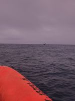 Die Flosse eines Pottwals nur wenige Meter vom Boot entfernt