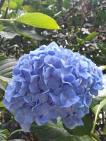 und wieder Hortensien