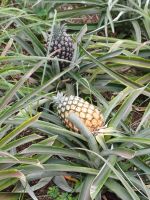Ananas Plantage
