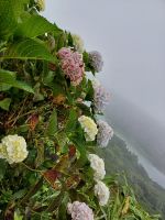 Blütenpracht im Dunst