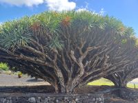 der Baum hat schon viel gesehen 
