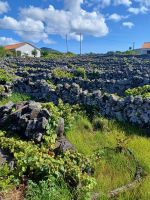 Wein hinter Lavamauern