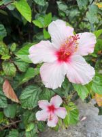 Abschied von der Blumenpracht