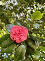 Ganztagesausflug nach Furnas: Terra Nostra