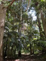 Ganztagesausflug nach Furnas: Terra Nostra