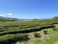 Ganztagesausflug nach Furnas: Teeplantage
