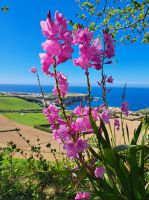 Ganztagesausflug nach Furnas