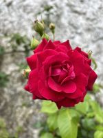 Ganztagesausflug an Lagoa do Fogo