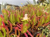 Ganztagesausflug an Lagoa do Fogo