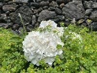 Ganztagesausflug an Lagoa do Fogo: Ribeira Grande