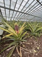 Ganztagesausflug Sete Cidades: Ananasplantage