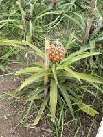 Ganztagesausflug Sete Cidades: Ananasplantage