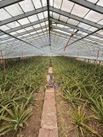 Ganztagesausflug Sete Cidades: Ananasplantage