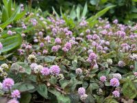 Ganztagesausflug Sete Cidades