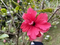 Stadtrundgang in Sao Miguel: Botanischer Garten