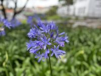 Stadtrundgang in Sao Miguel: Botanischer Garten