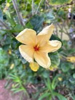 Stadtrundgang in Sao Miguel: Botanischer Garten