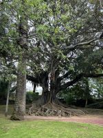 Stadtrundgang in Sao Miguel: Botanischer Garten