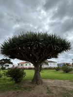 Stadtrundgang in Sao Miguel: Botanischer Garten