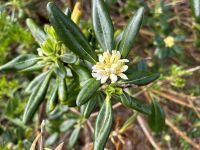 Ganztägige Inselrundfahrt auf Faial