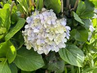 Ganztägige Inselrundfahrt auf Faial