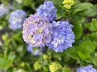 Ganztagesausflug Insel Pico