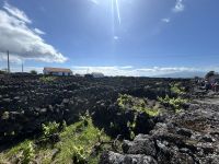 Ganztagesausflug Insel Pico: Weinfelder