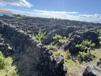 Ganztagesausflug Insel Pico: Weinfelder