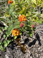 Ganztagesausflug Insel Pico