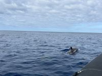 Fakultative Walbeobachtung