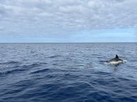 Fakultative Walbeobachtung