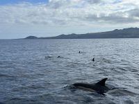 Fakultative Walbeobachtung