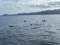 Fakultative Walbeobachtung