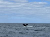 Fakultative Walbeobachtung: POTTWALE