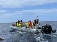 Fakultative Walbeobachtung