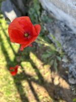 Ganztägige Inselrundfahrt Terceira