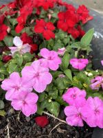 Stadtrundgang: Angra do Heroismo