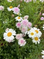 Stadtrundgang: Angra do Heroismo