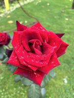 Stadtrundgang: Angra do Heroismo: Botanischer Garten