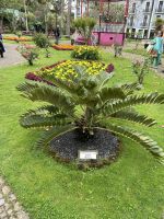 Stadtrundgang: Angra do Heroismo: Botanischer Garten