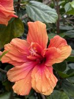 Stadtrundgang: Angra do Heroismo: Botanischer Garten