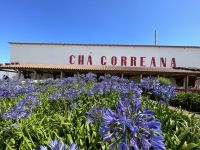 Inselrundfahrt Sao Miguel - Teeplantage Gorreana