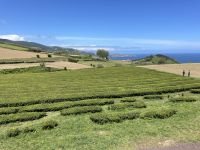 Inselrundfahrt Sao Miguel - Teeplantage Gorreana