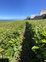 Inselrundfahrt Sao Miguel - Teeplantage Gorreana