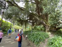Inselrundfahrt Sao Miguel - Terra Nostra Park