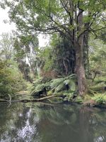 Inselrundfahrt Sao Miguel - Terra Nostra Park