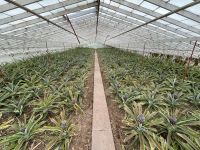 Inselrundfahrt Tag 2 - Capelas - Besuch des Ethnographischen Museums 