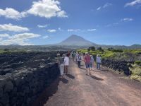 Spaziergang durch die Weinfelder von Pico